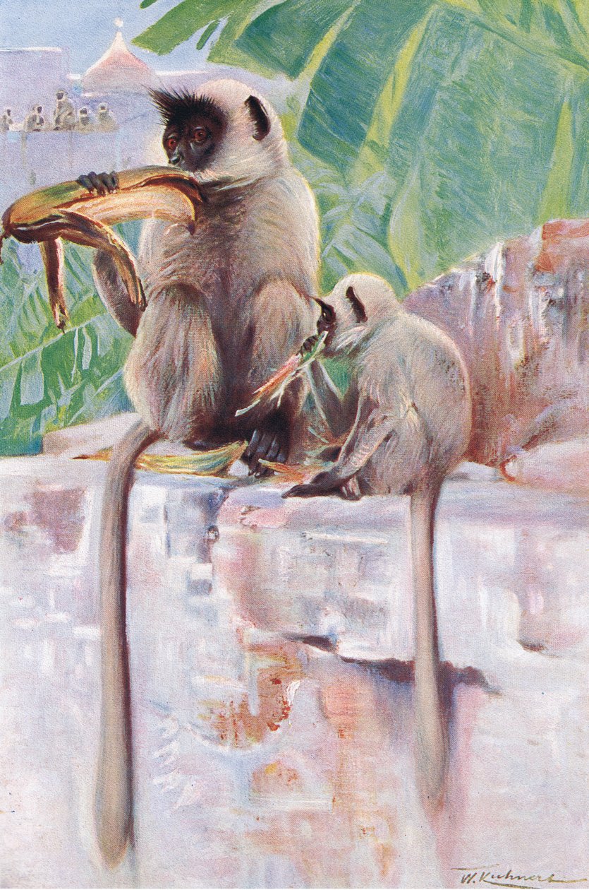 Hanuman Monkey, from Wildlife of the World published by Frederick Warne & Co by Wilhelm Kuhnert
