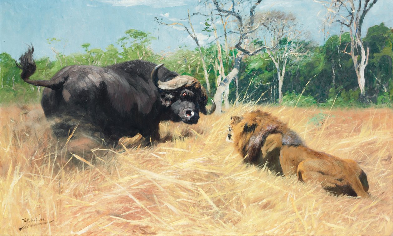 Buffalo and Lion Before the Fight by Wilhelm Kuhnert