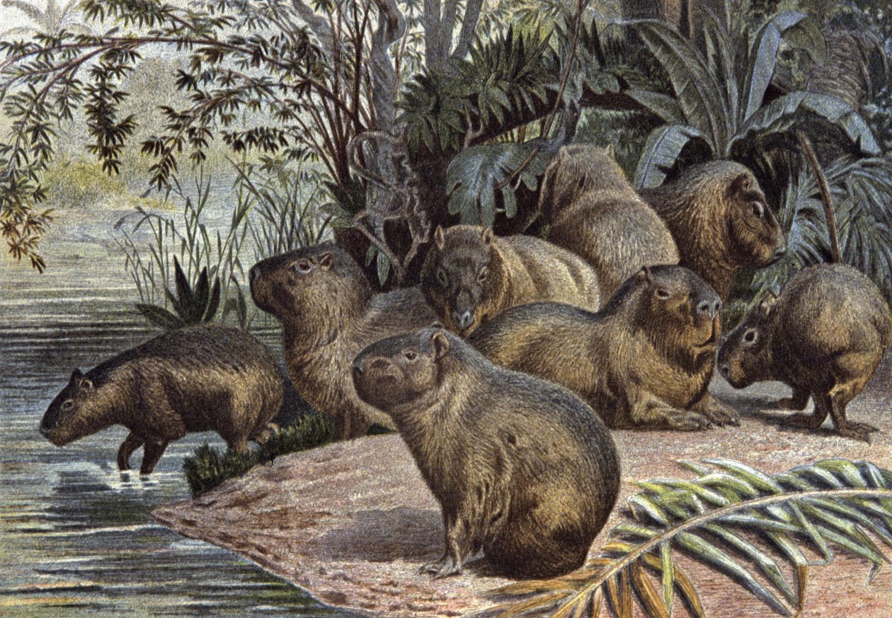 Capybaras by Wilhelm Kuhnert: Premium art reproduction