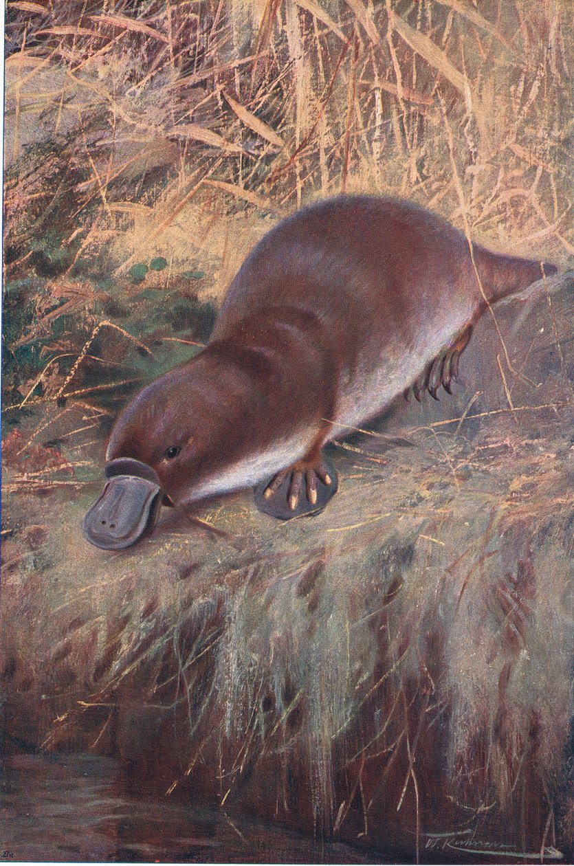 Duckbill, illustration from Wildlife of the World, c.1910 by Wilhelm Kuhnert