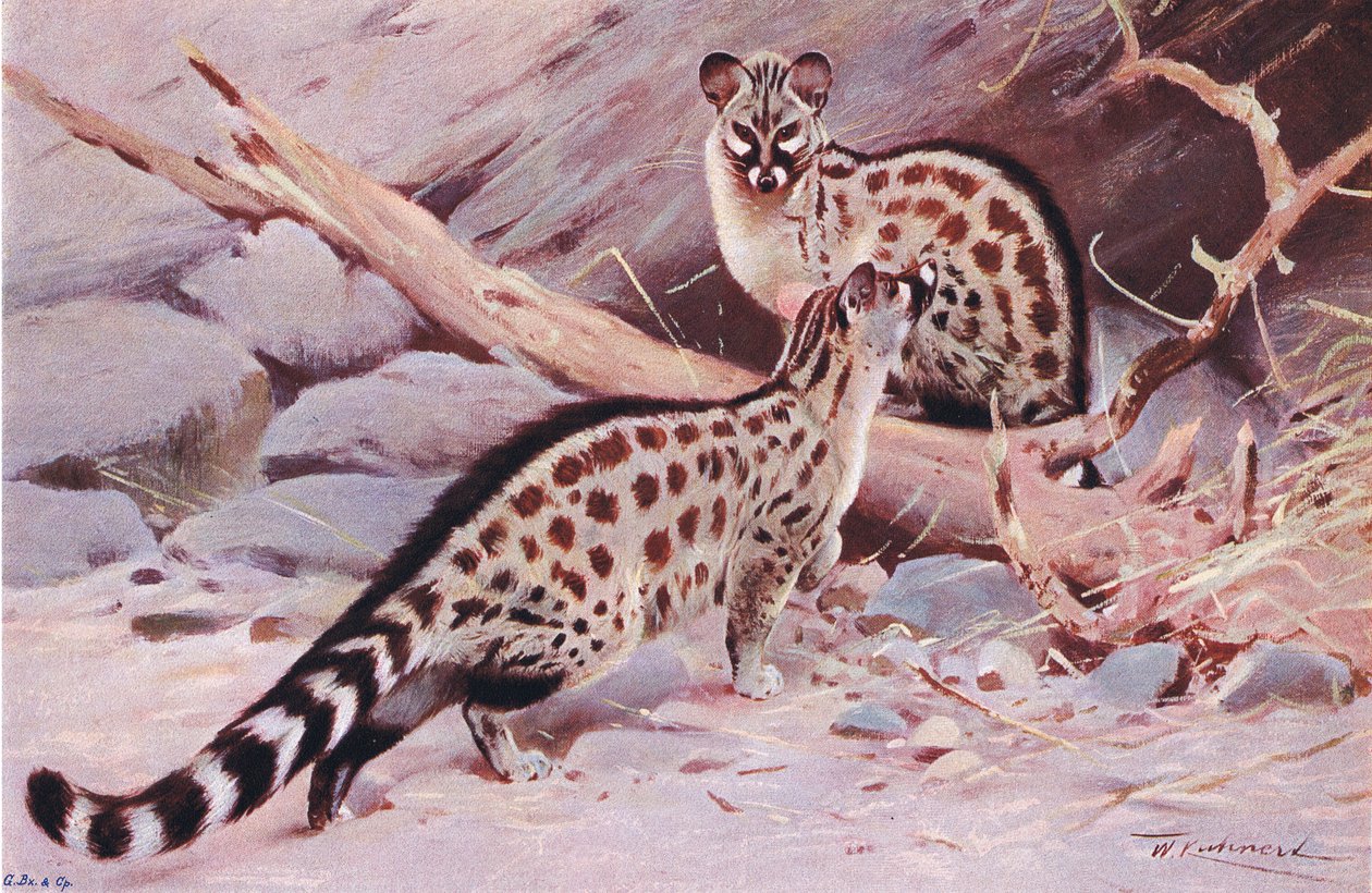 Dungola Genet, illustration from Wildlife of the World by Wilhelm Kuhnert