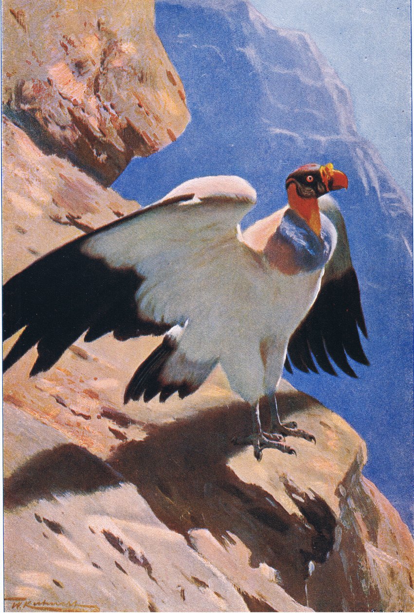 King Vulture by Wilhelm Kuhnert: Buy fine art print