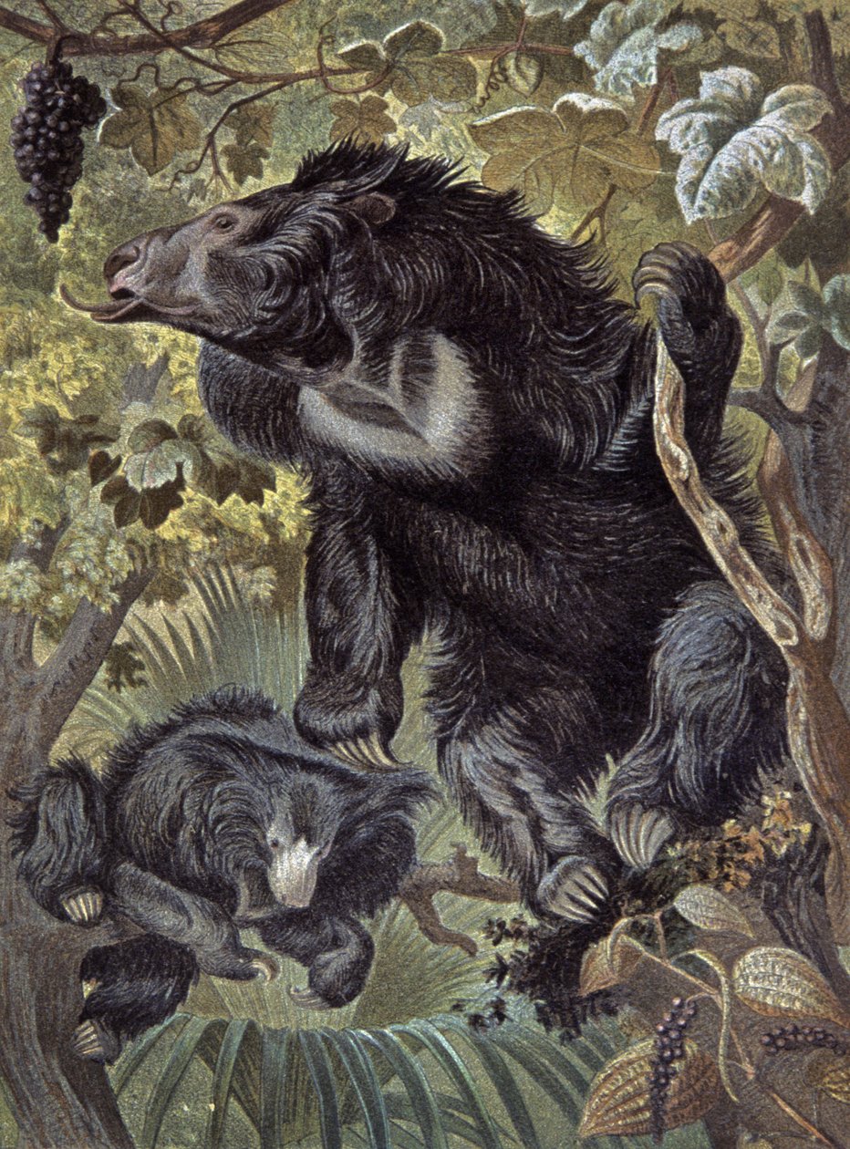 Sloth Bear by Wilhelm Kuhnert