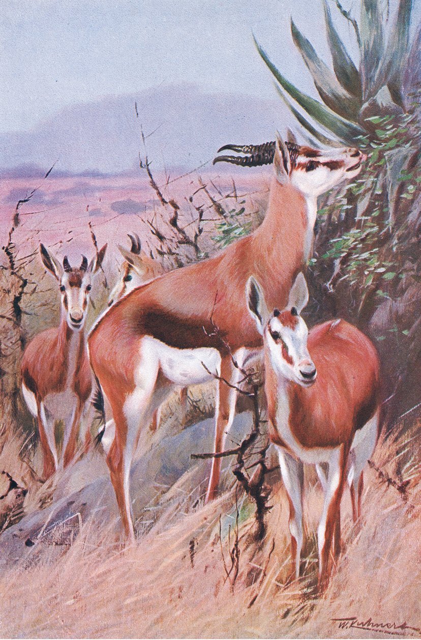 Springbok, illustration from Wildlife of the World, c.1910 by Wilhelm Kuhnert