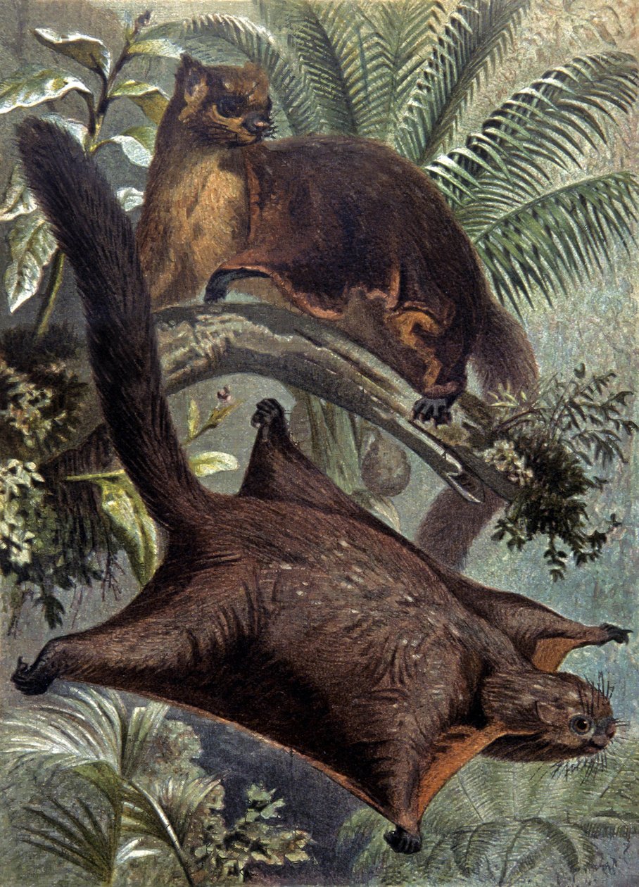 Taguans, flying squirrel by Wilhelm Kuhnert