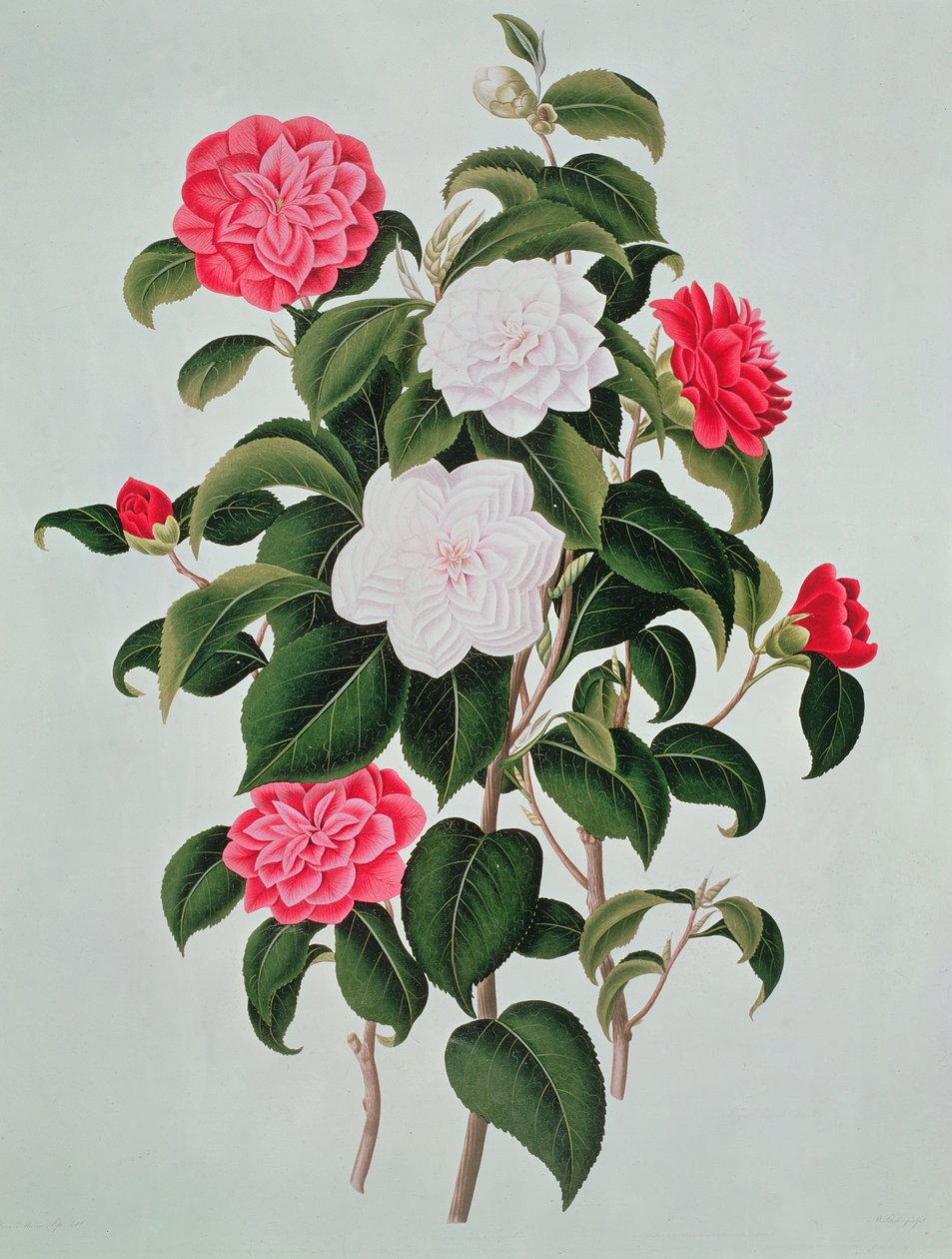 Camellia Japonica, from A Monograph on the Genus of the Camellia, 1819 by William Curtis