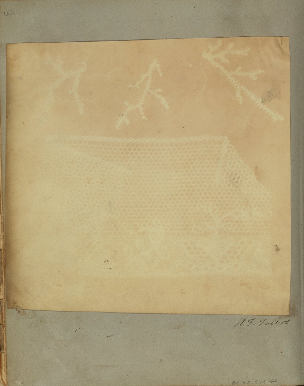 A Fragment of Lace with Three Sprigs of Moss by William Henry Fox Talbot