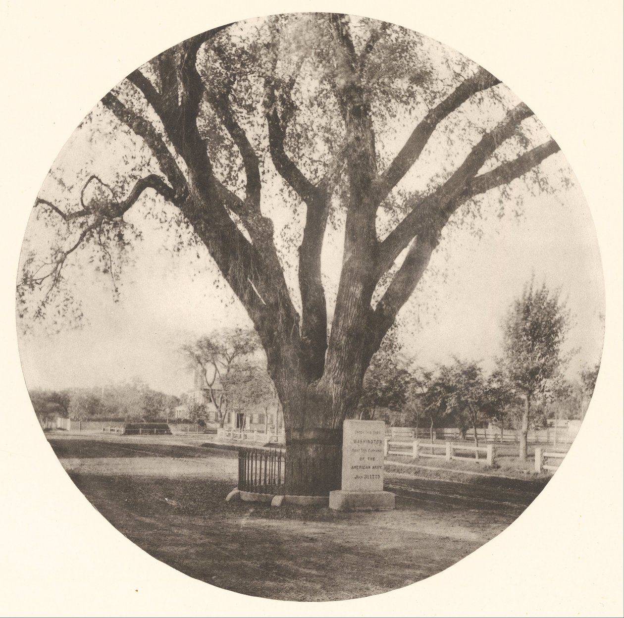 The Washington Elm by William J. Stillman
