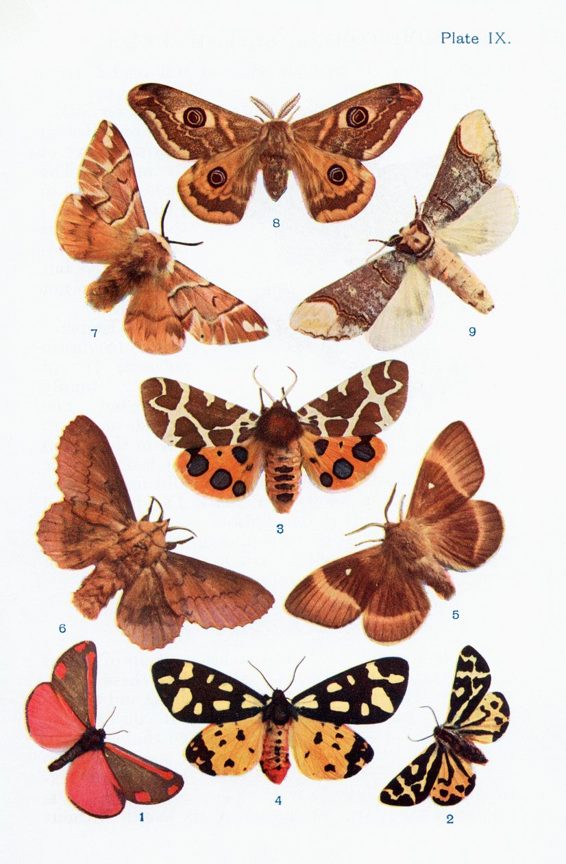Different types of moths, illustration from the book Butterflies, Moths ...