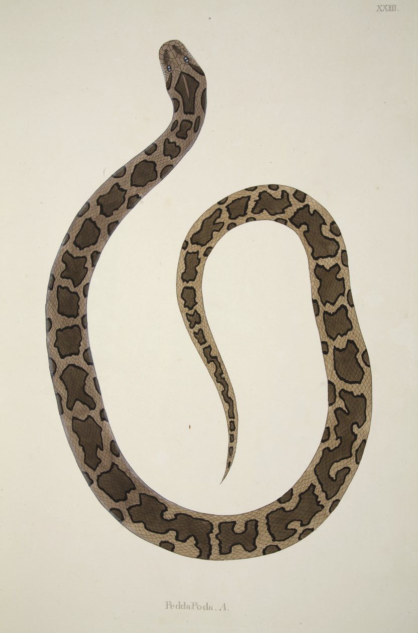 Pedda Poda. A., from an Account of Indian Serpents Collected on the Coast of Coromandel, pub. 1796 by William Skelton