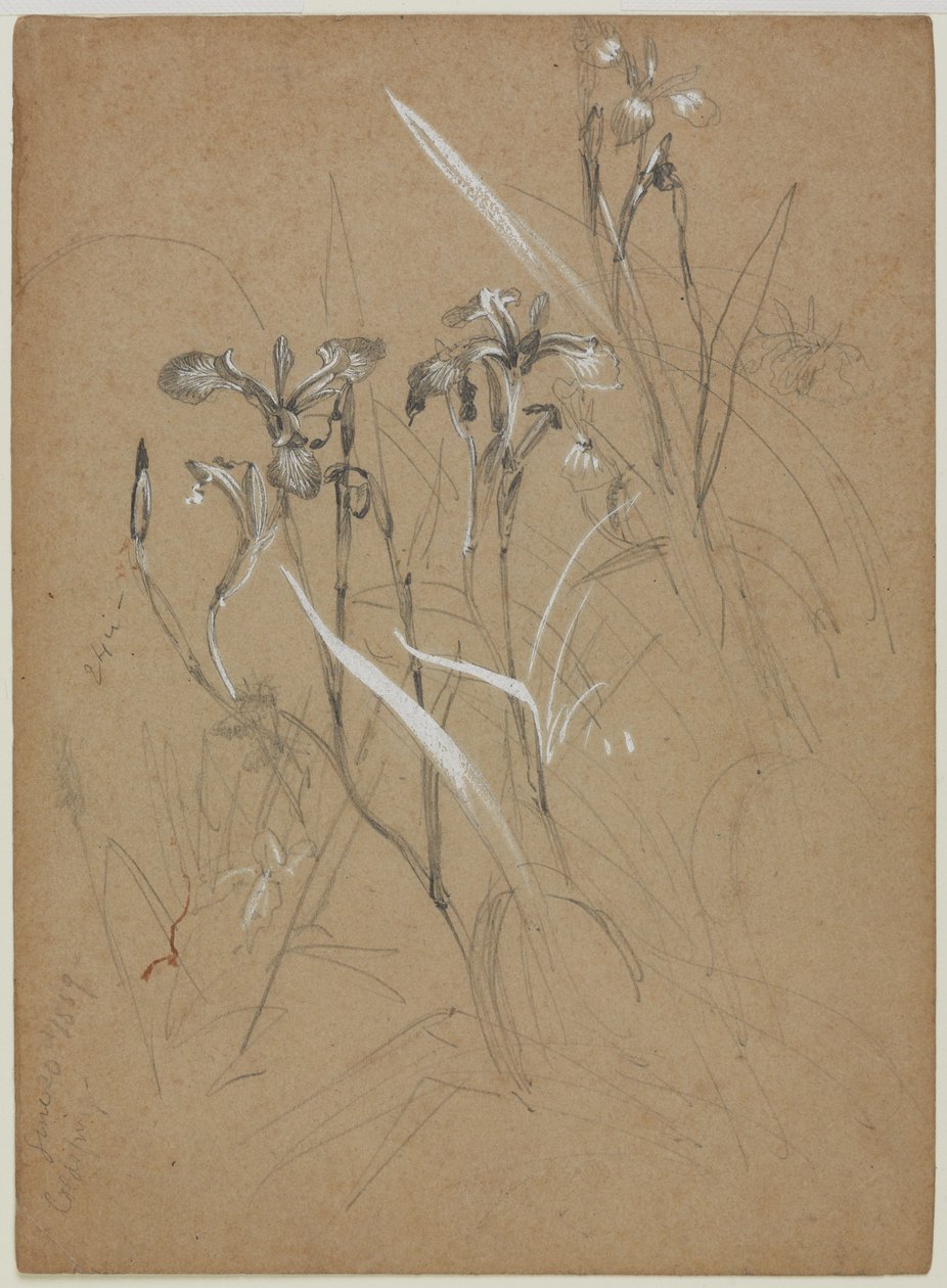 Plant Study, June 30, 1859 by William Trost Richards