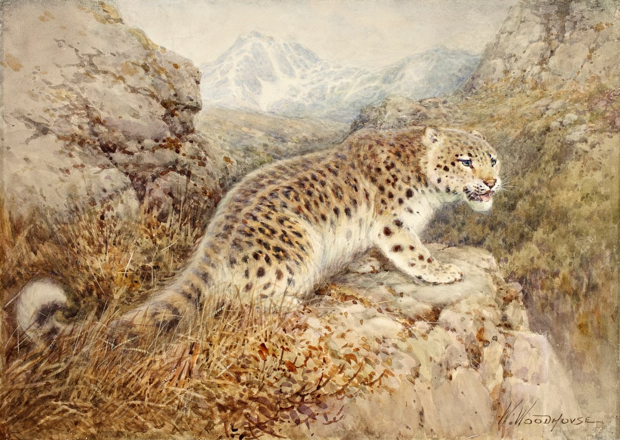 Snow Leopard by William Woodhouse