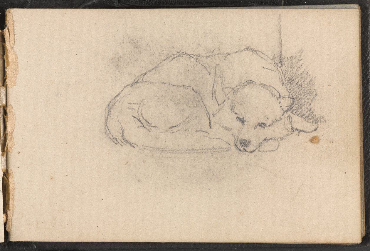 Sketch of a Sleeping Dog by William Barnes Wollen