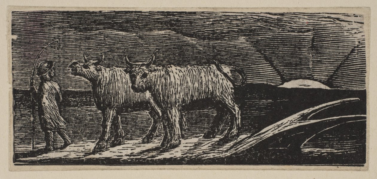 Unyoked Heifers, Loitering Homeward (from Thornton