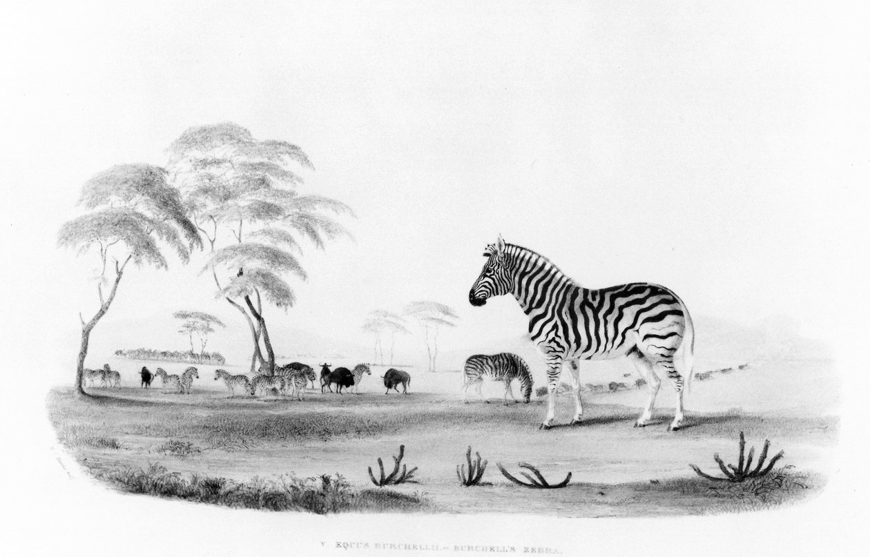 Equus burchelli, or Burchell