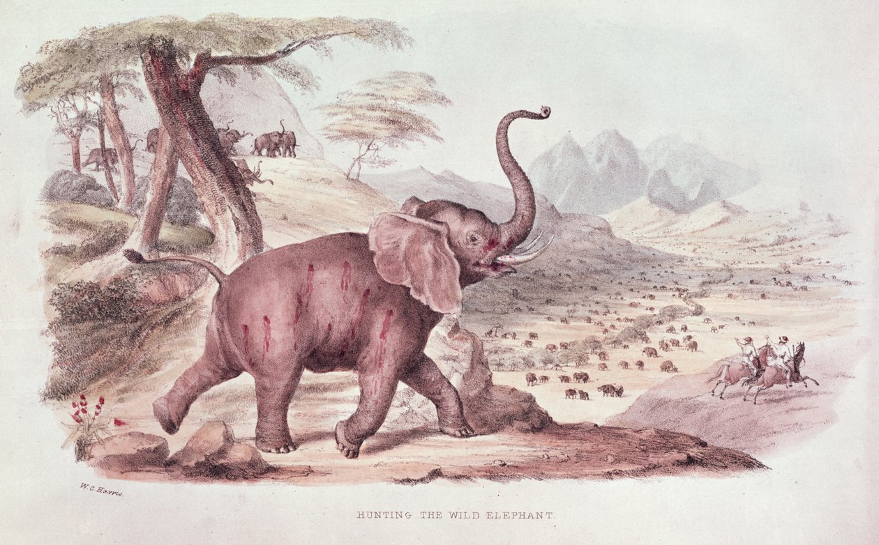 Hunting the Wild Elephant, Illustration from 