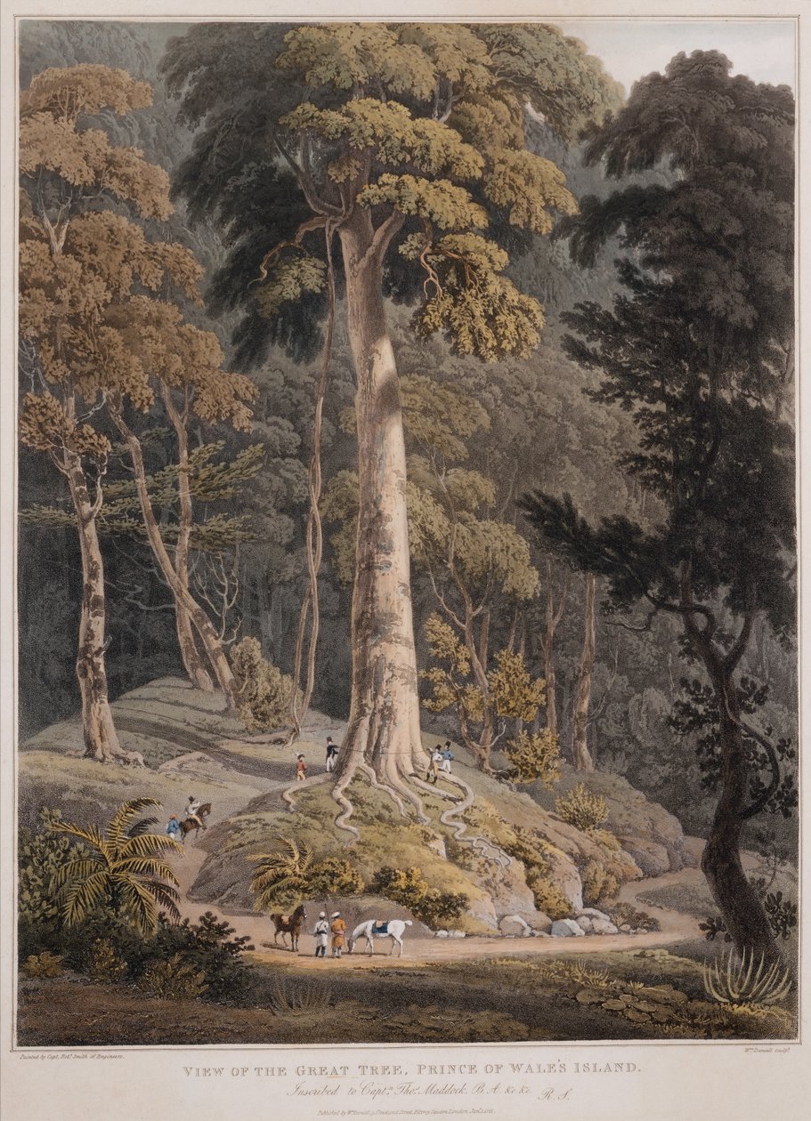 View of the Great Tree, Prince of Wales Island by William Daniell