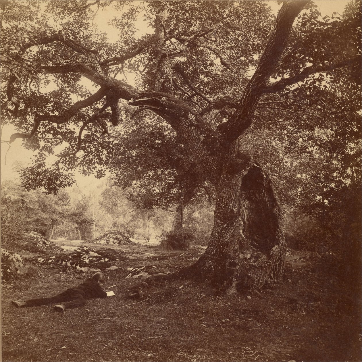Forest of Fontainebleau by William Drooke Harrison