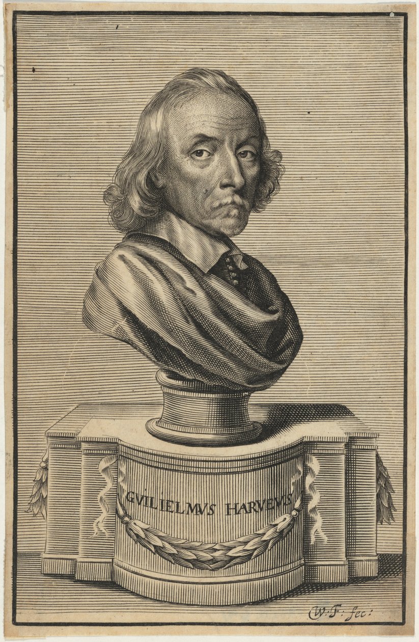 William Harvey, M.D. by William Faithorne