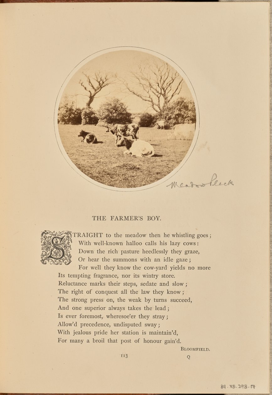 Pastoral scene with cattle resting in a field, England by William Grundy