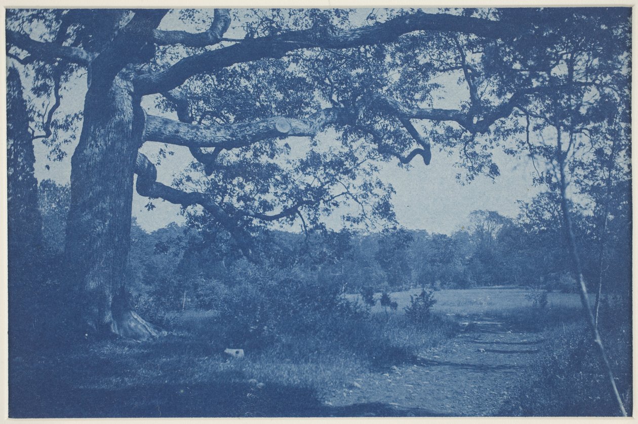 Large Oak at Edge of Meadow by William H. Cades