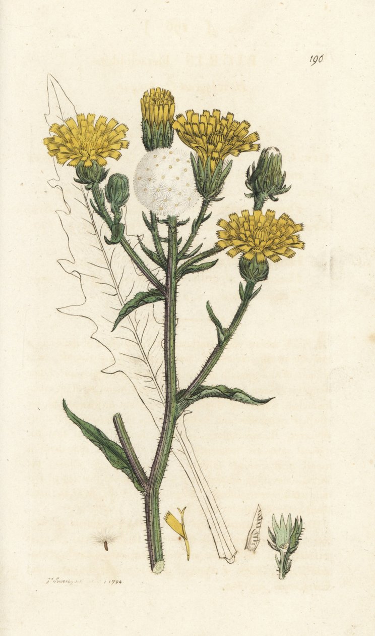 Hawkweed ox-tongue, Picris hieracioides. Handcoloured copperplate engraving by James Sowerby from James Smith