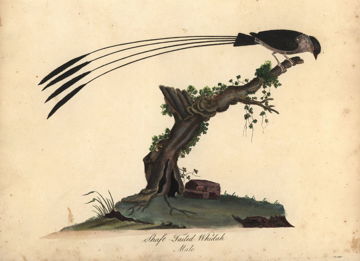 Shaft-tailed whydah, Vidua regia. Handcoloured copperplate engraving of an illustration by William Hayes and his daughter Matilda from Portraits of Rare and Curious Birds from the Menagery of Osterly Park, London by William Hayes