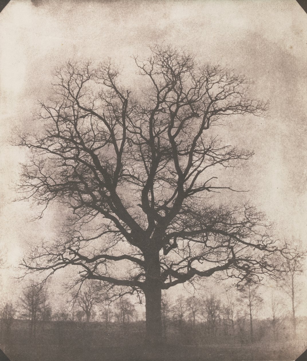 An oak tree in winter, c.1892-93 by William Henry Fox Talbot