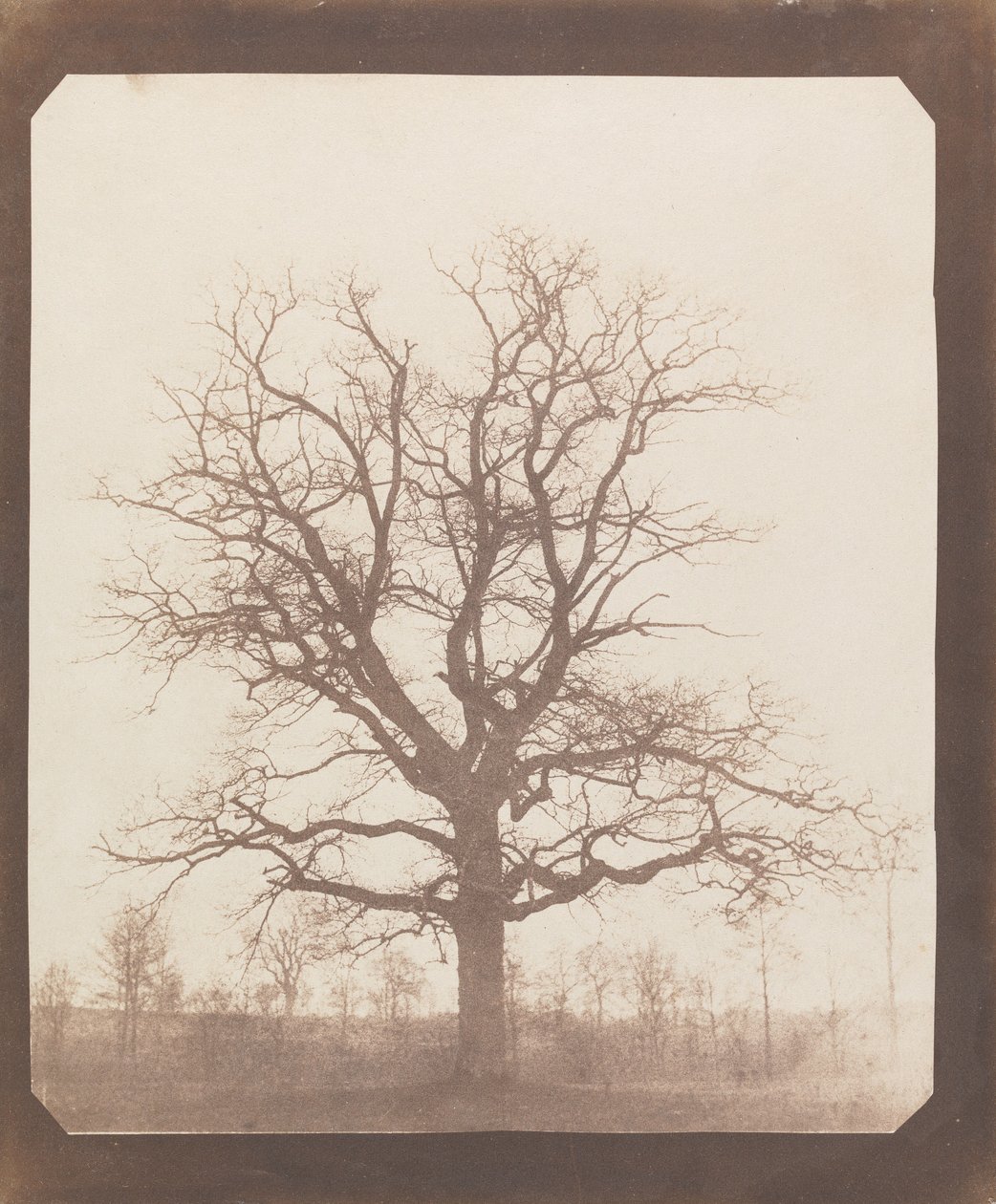 Oak Tree in Winter by William Henry Fox Talbot
