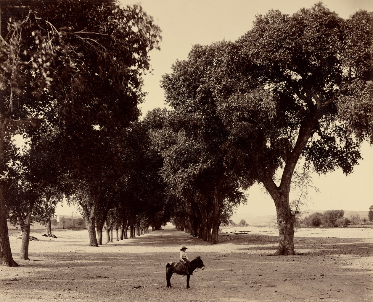 Calle de Guadeloupe, Chihuahua, Mexico by William Henry Jackson