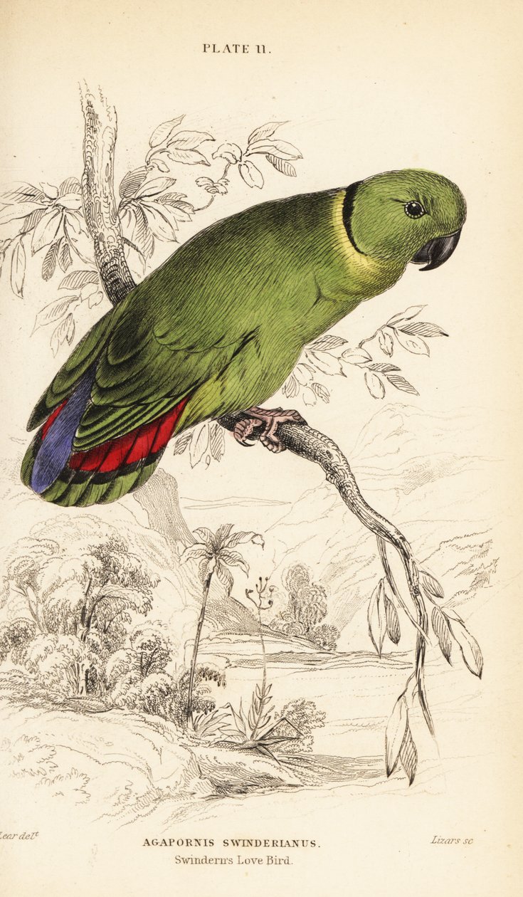 Black-collared Lovebird, Agapornis swindernianus by William Home Lizars
