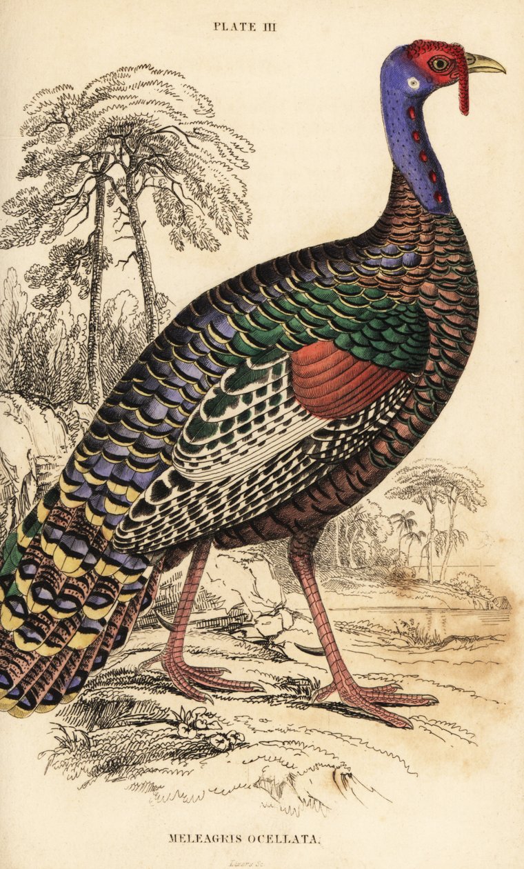 Ocellated turkey by William Home Lizars