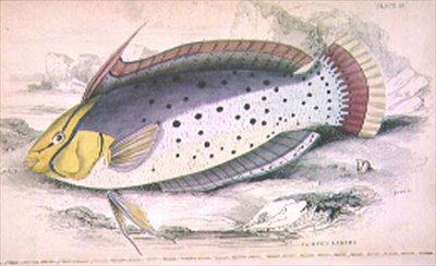 Plate 25 Painted Labrus, from 