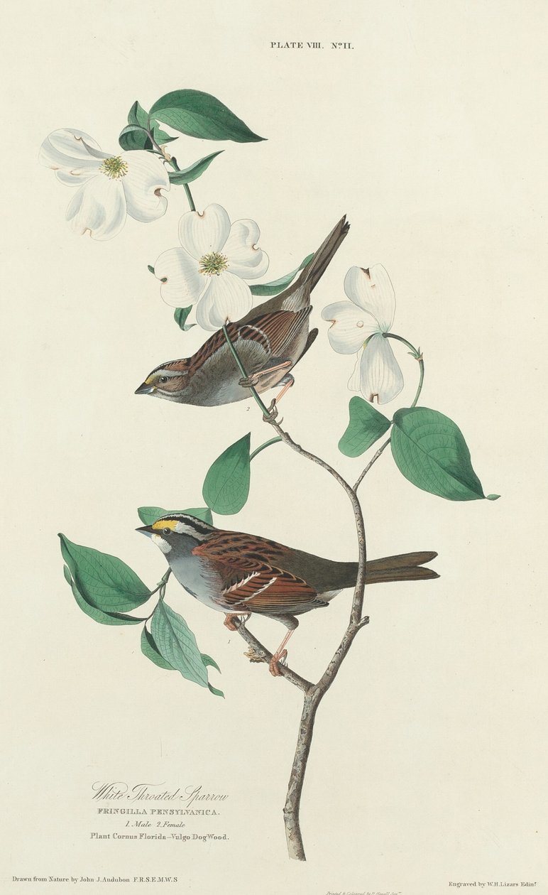 White-throated Sparrow by William Home Lizars