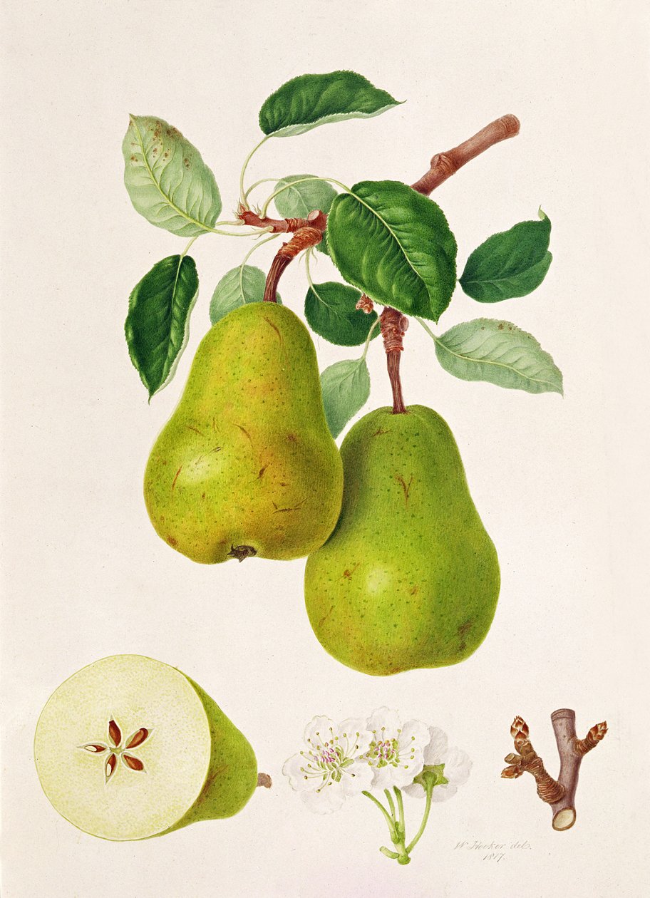 The D'Auch Pear, 1817 by William Hooker: Fine art print