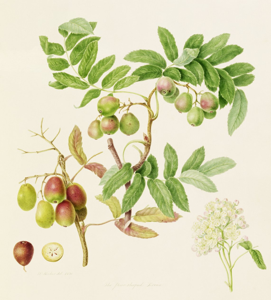 The Pear-Shaped Service Crab Apple by William Hooker