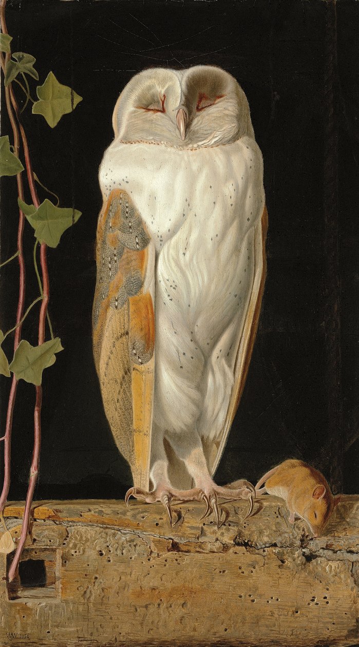 The White Owl: 