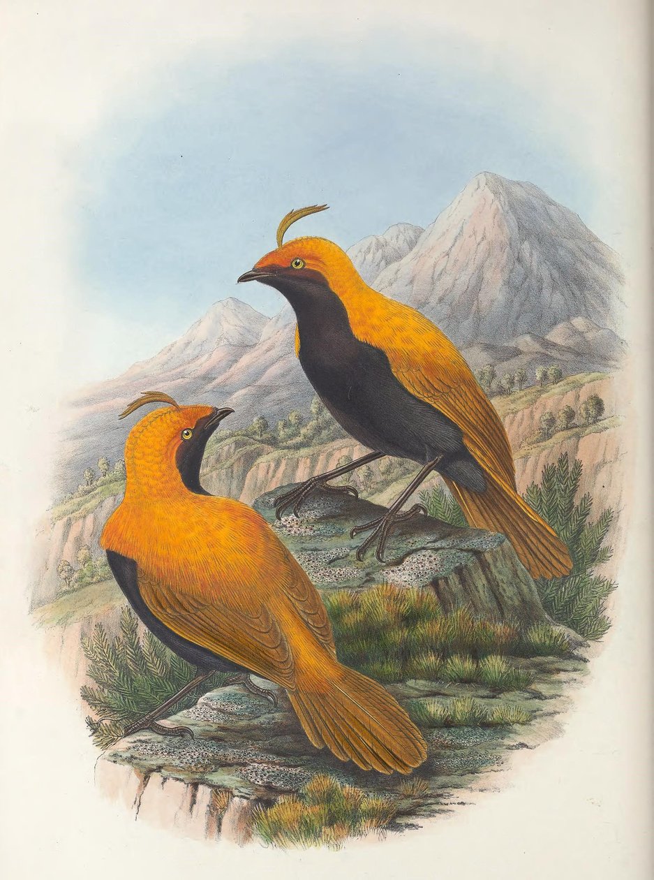 Cnemophilus Macgregorii (Crop) by William Matthew Hart