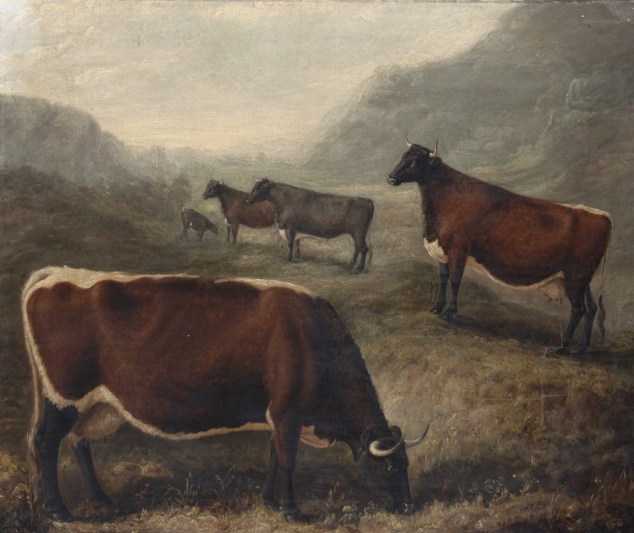 Five Glamorgan Cattle by William Shiels