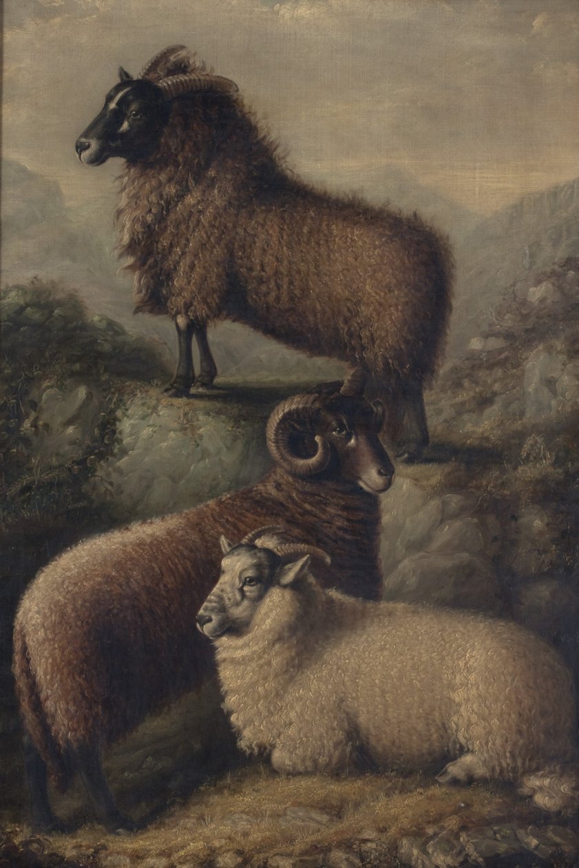 Three Welsh Sheep by William Shiels