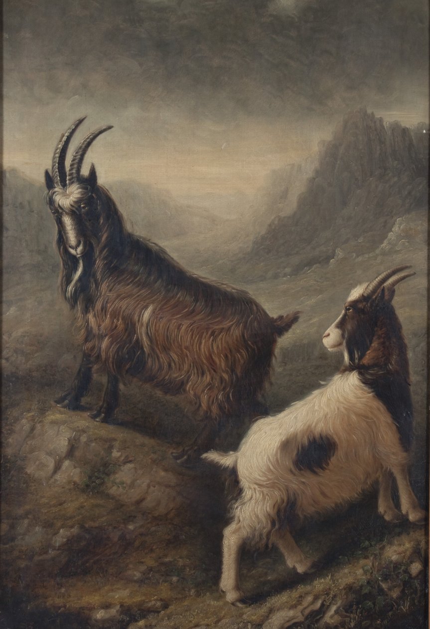 Two Welsh Goats by William Shiels
