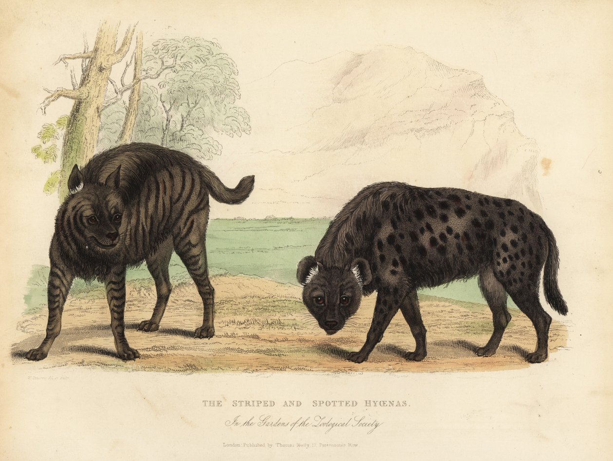 The Striped Hyena and Spotted Hyena by William Smellie