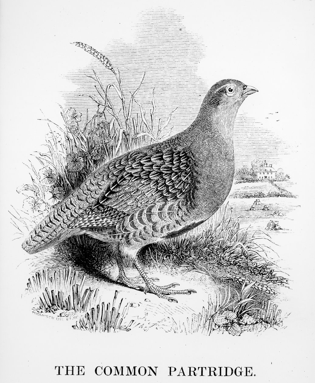 The Common Partridge, illustration from 