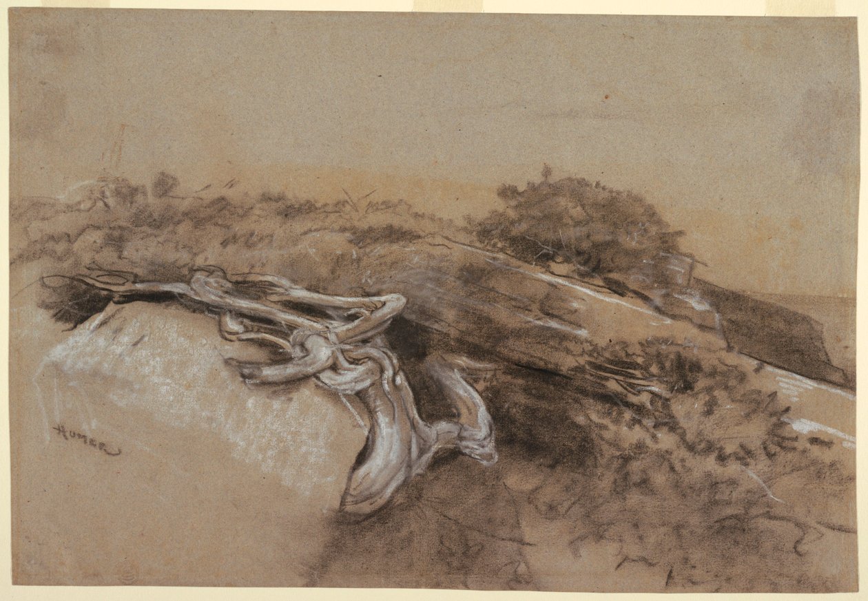 Study of Tree Roots, Prout