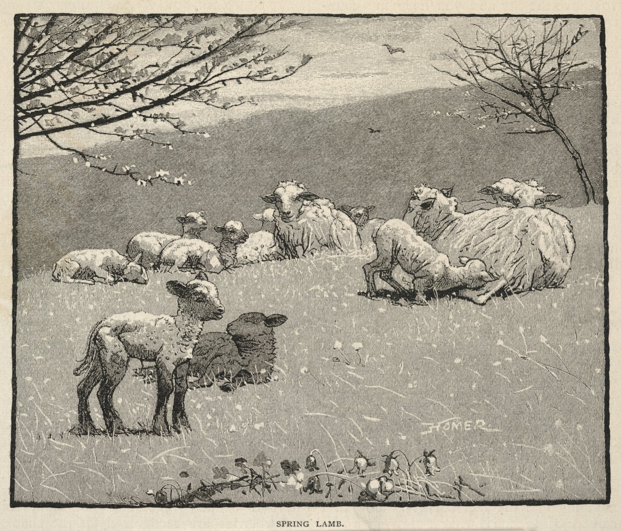 Spring Lamb, from Scribner