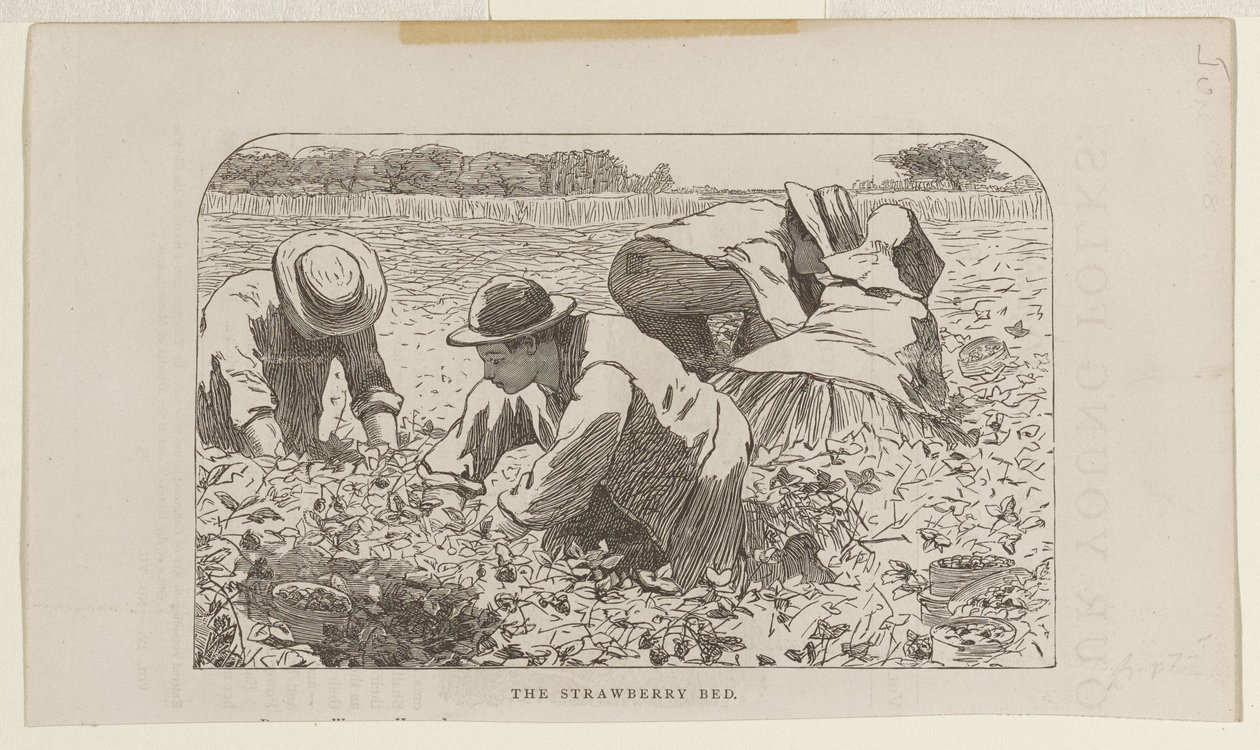 The Strawberry Bed by Winslow Homer