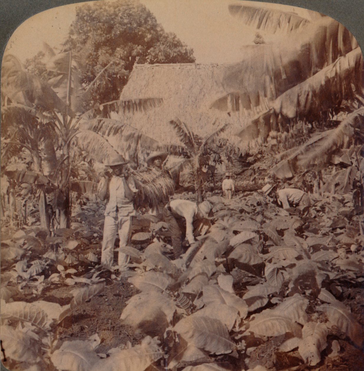 Cutting Tobacco - A Typical Plantation - Province of Havana, Cuba by Works and Sun Sculpture Studios