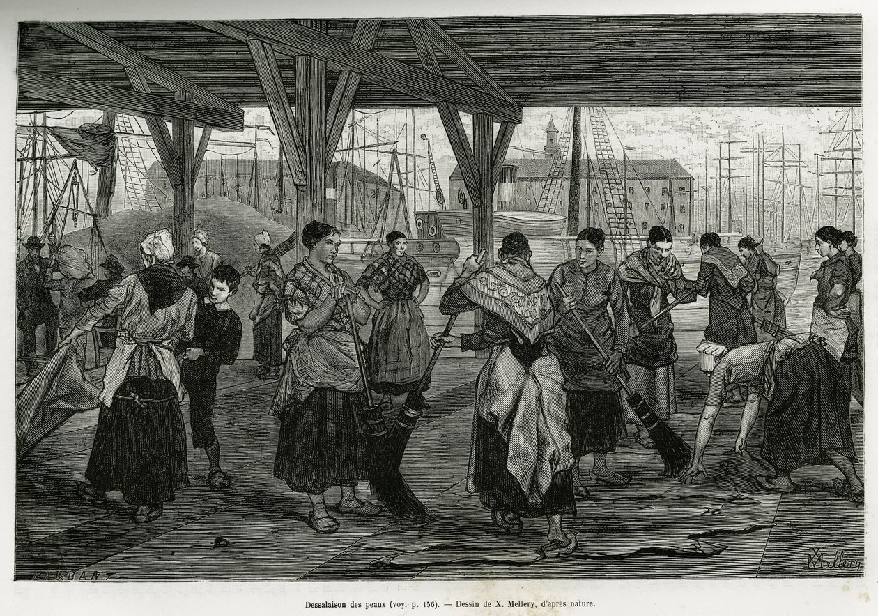 Desalation of the skins, by women scraping the remains of the beasts stretched under the structures of the halls of the port of Antwerp. Engraving by X.Mellery, to illustrate the story of Belgium, by Camille Lemonnier, published in the Tour du monde, edite by Xavier Mellery