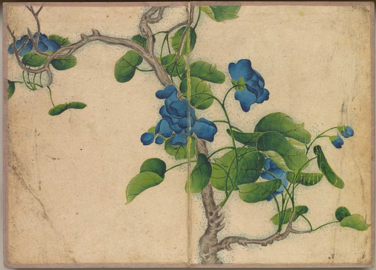 Desk Album: Flower and Bird Paintings (Climbing Blue Flowers) by Zhang Ruoai