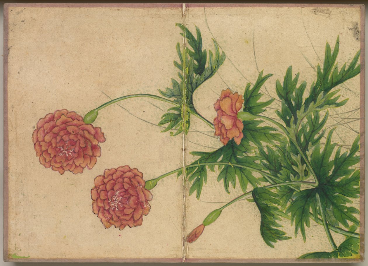 Desk Album: Flower and Bird Paintings (Peony) by Zhang Ruoai